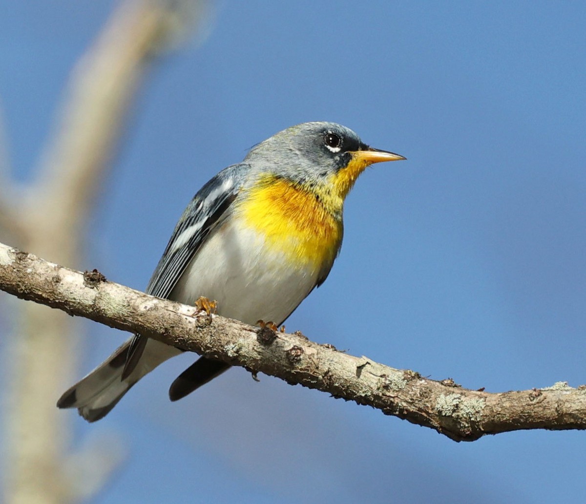 Northern Parula - Mike Sweet