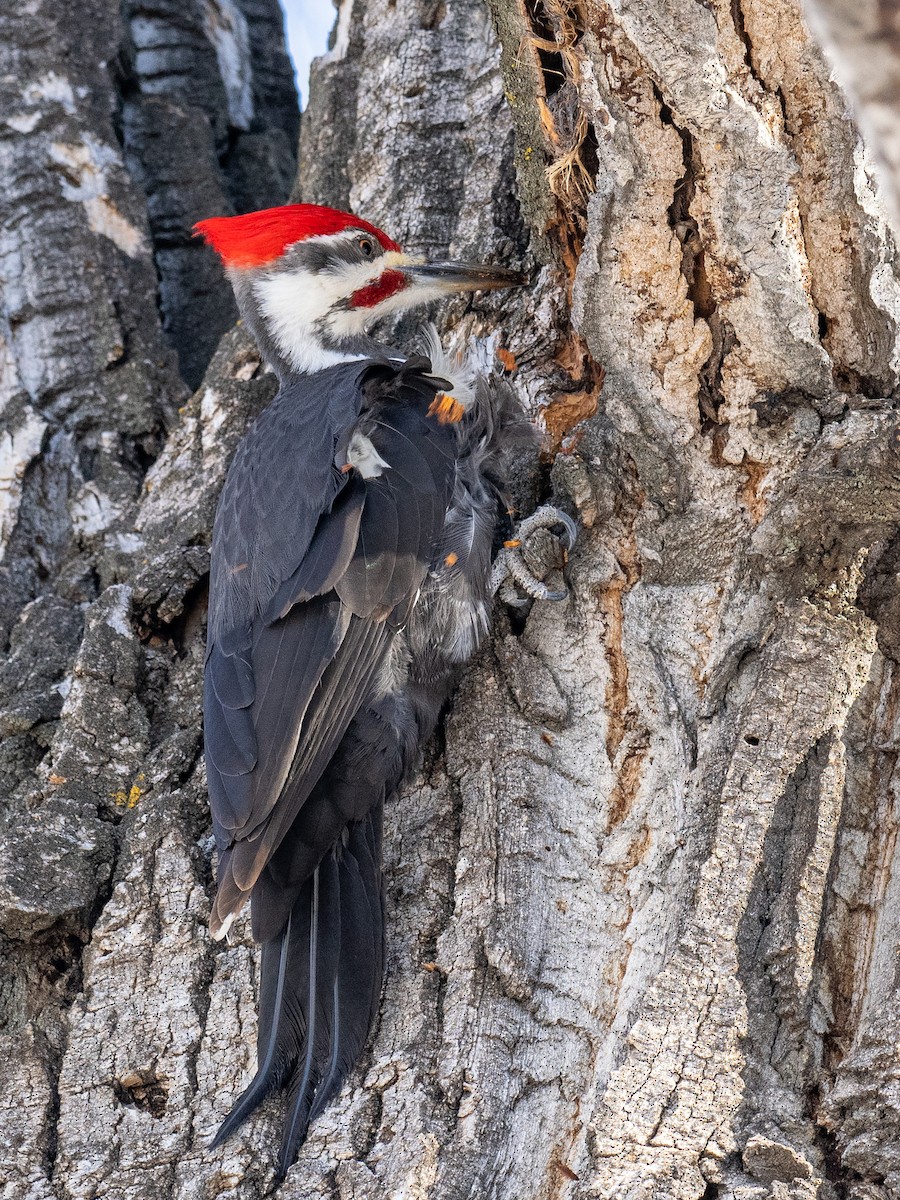 Pileated Woodpecker - Anne Belton