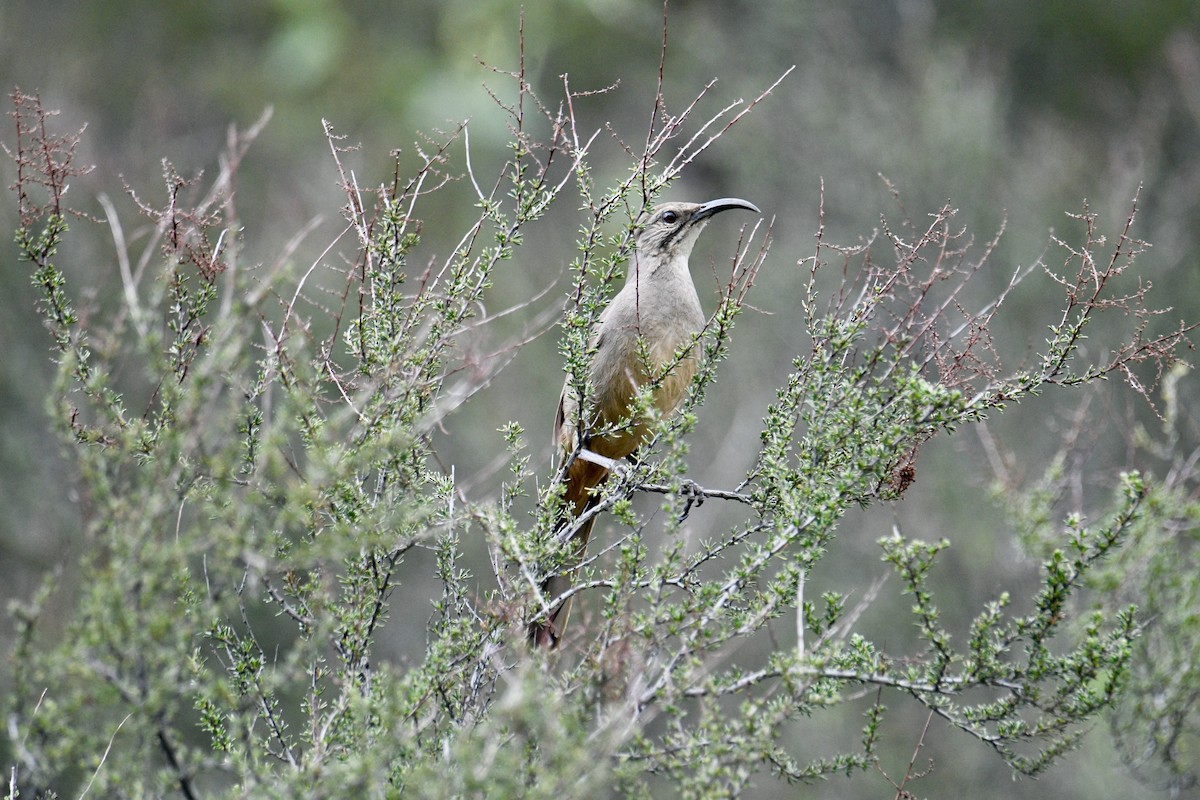 California Thrasher - ML615960789