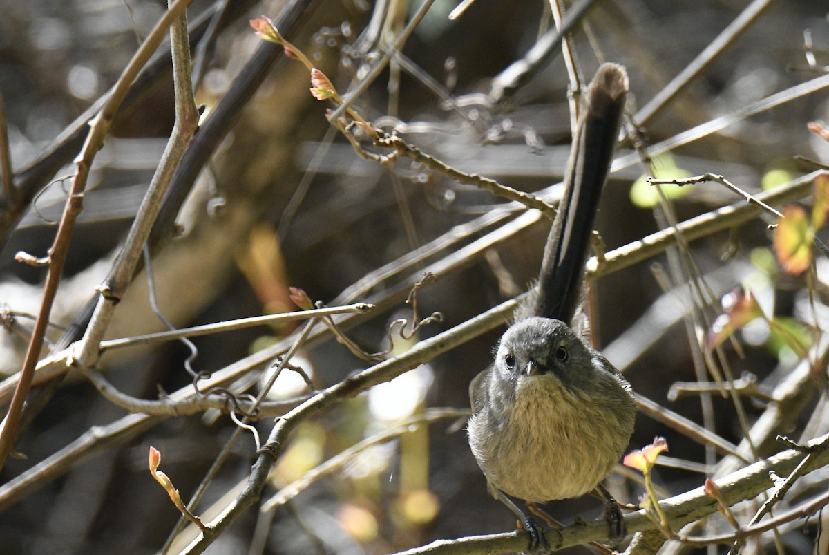 Wrentit - ML615960793