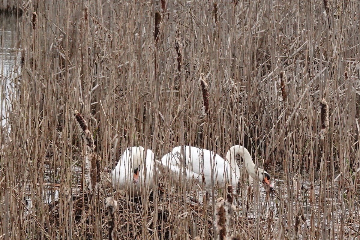 Mute Swan - ML615960810