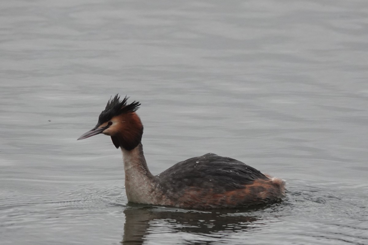 Great Crested Grebe - ML615960833