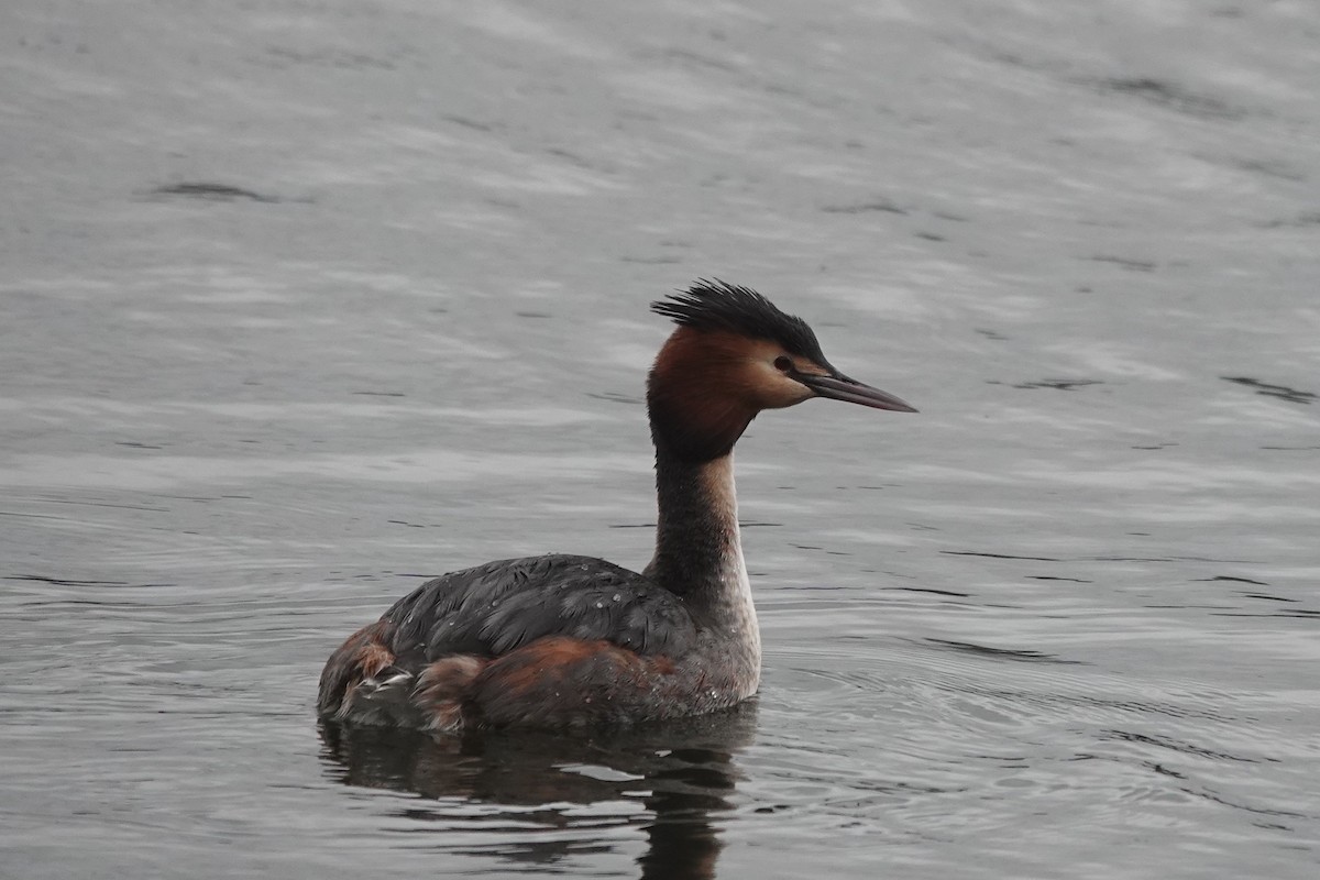 Great Crested Grebe - ML615960834