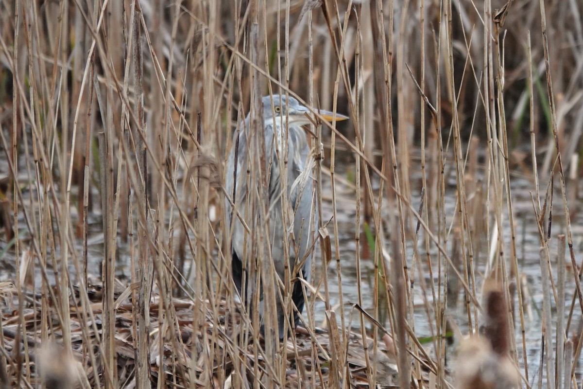 Gray Heron - ML615960846