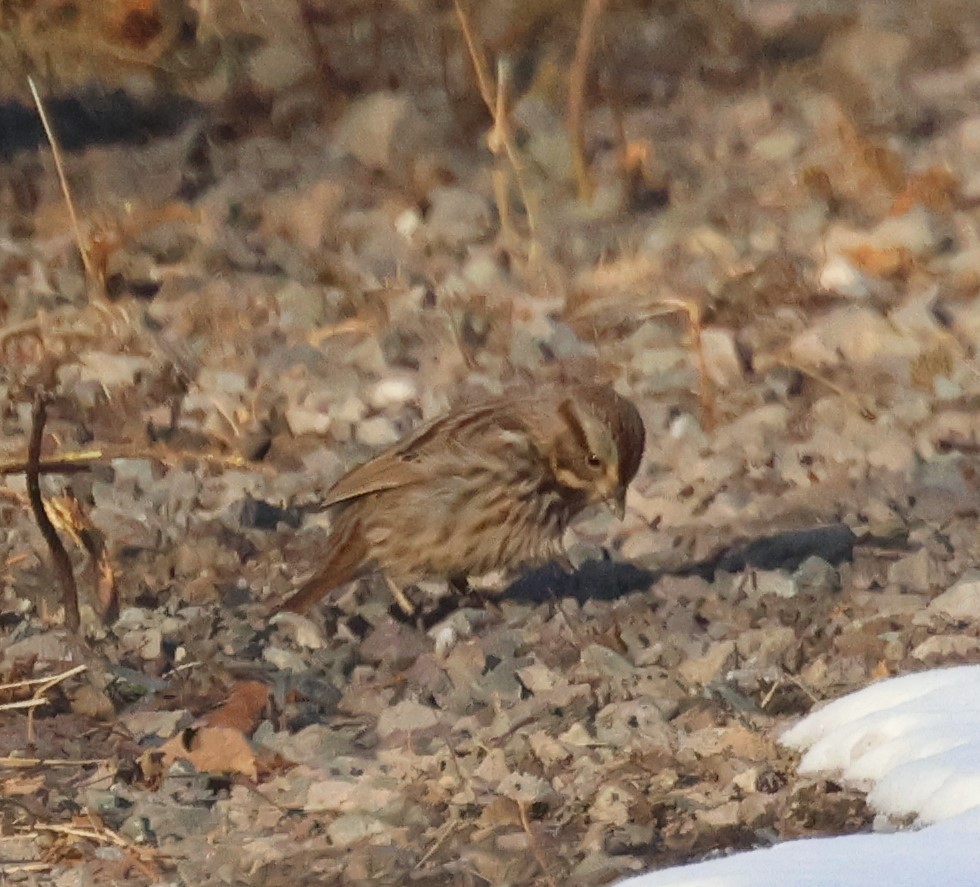 Song Sparrow - Ken McKenna