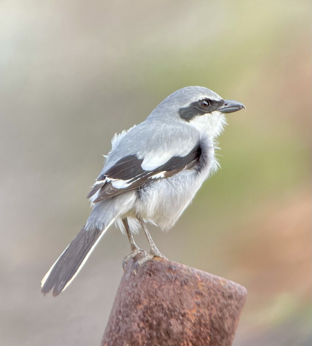 Great Gray Shrike (Great Gray) - ML615960882