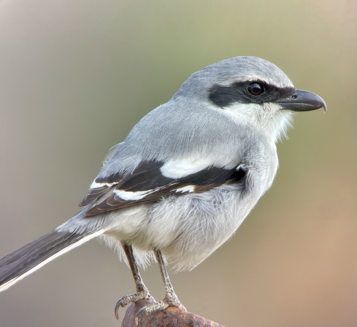 Great Gray Shrike (Great Gray) - Michael Schwarz