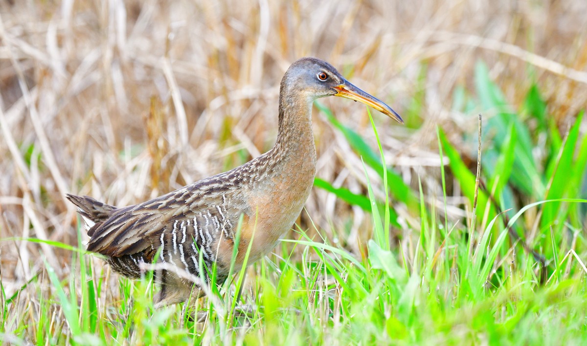 Clapper Rail - ML615960908