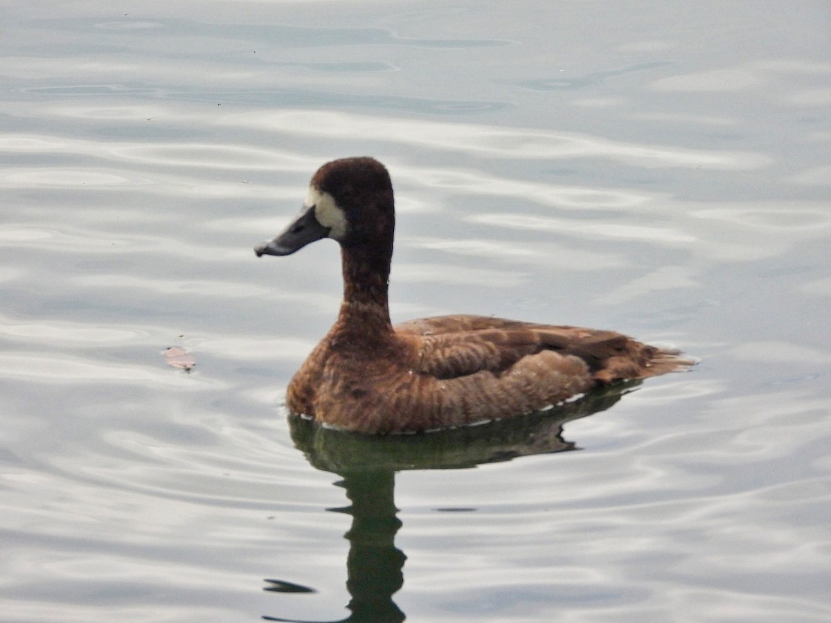 Lesser Scaup - Gina Turone 🐩