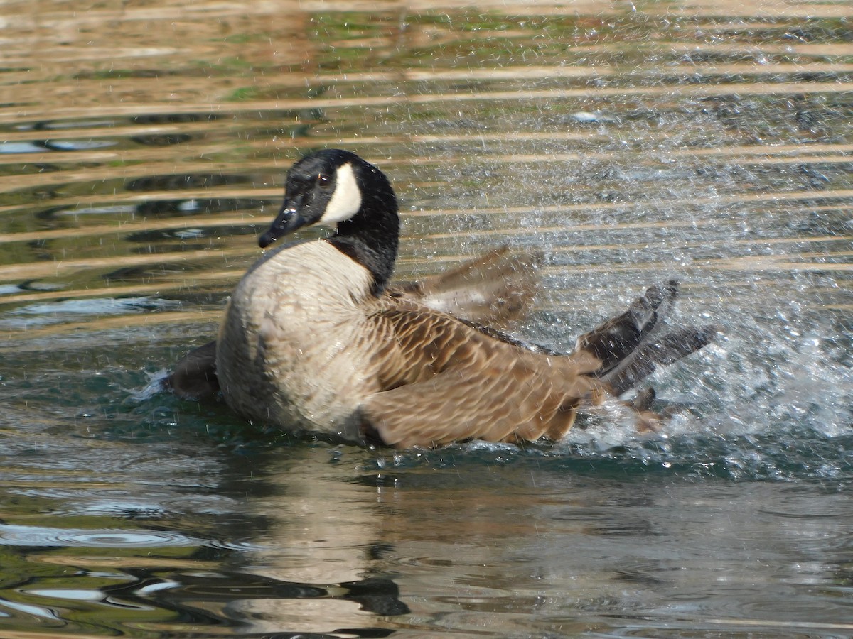 Canada Goose - ML615960944