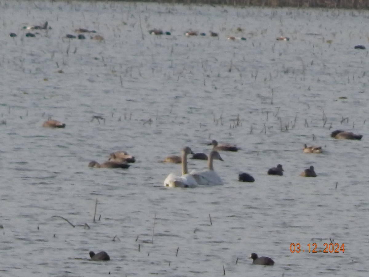 Tundra Swan - ML615960950