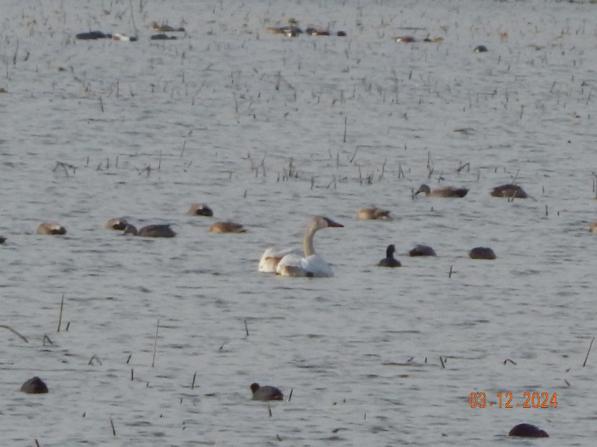 Tundra Swan - ML615960957