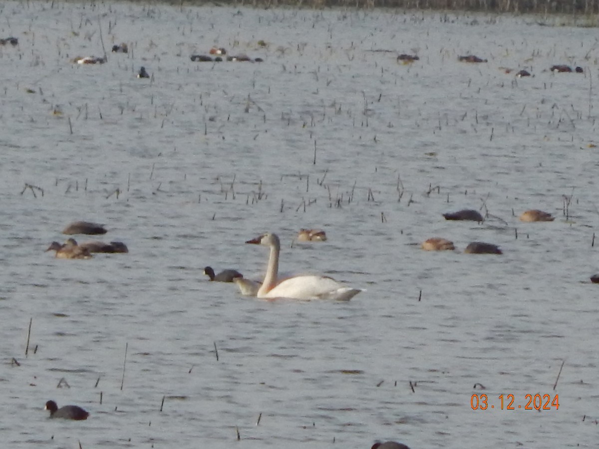 Tundra Swan - ML615960963