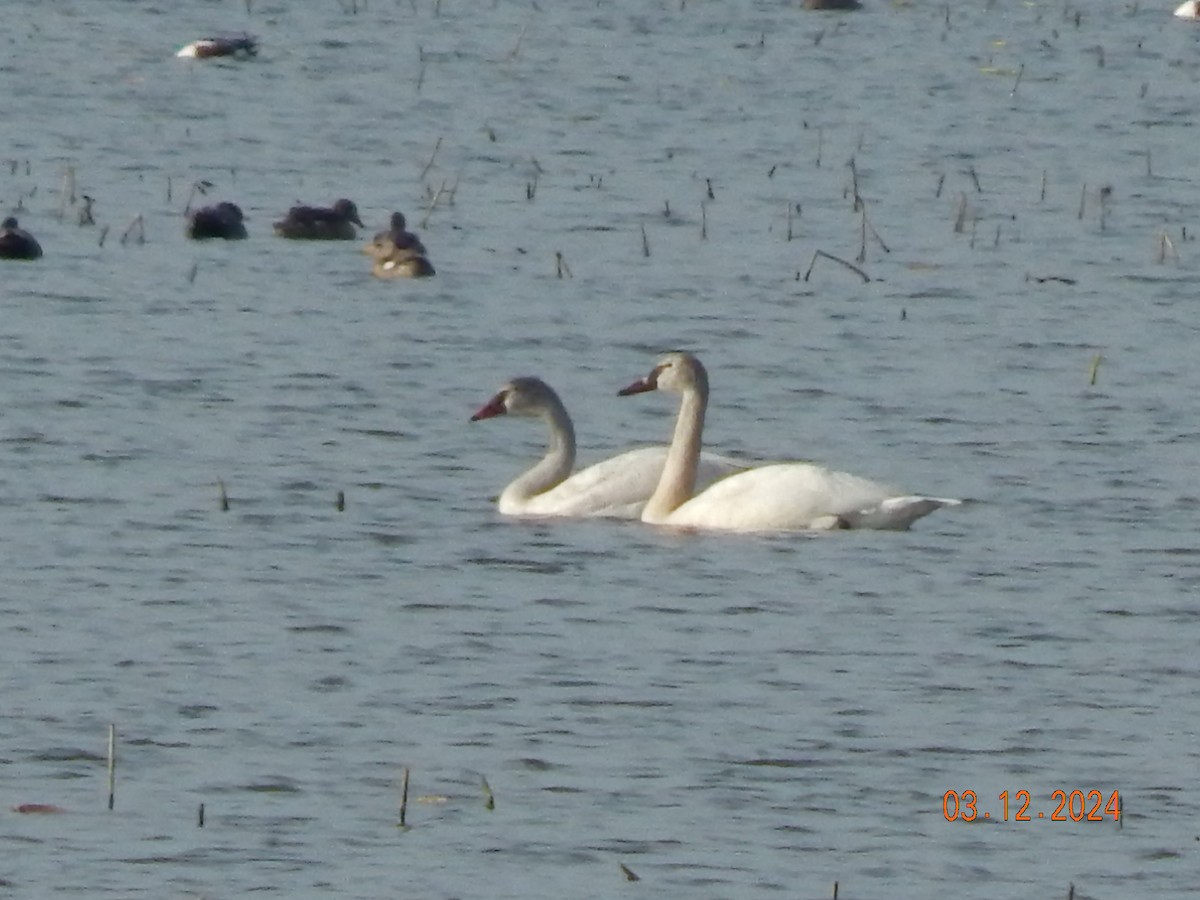 Tundra Swan - ML615960969