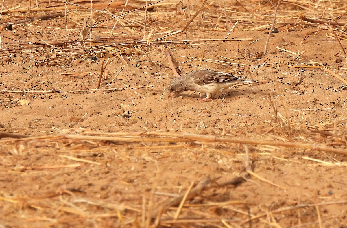 White-rumped Seedeater - ML615960990