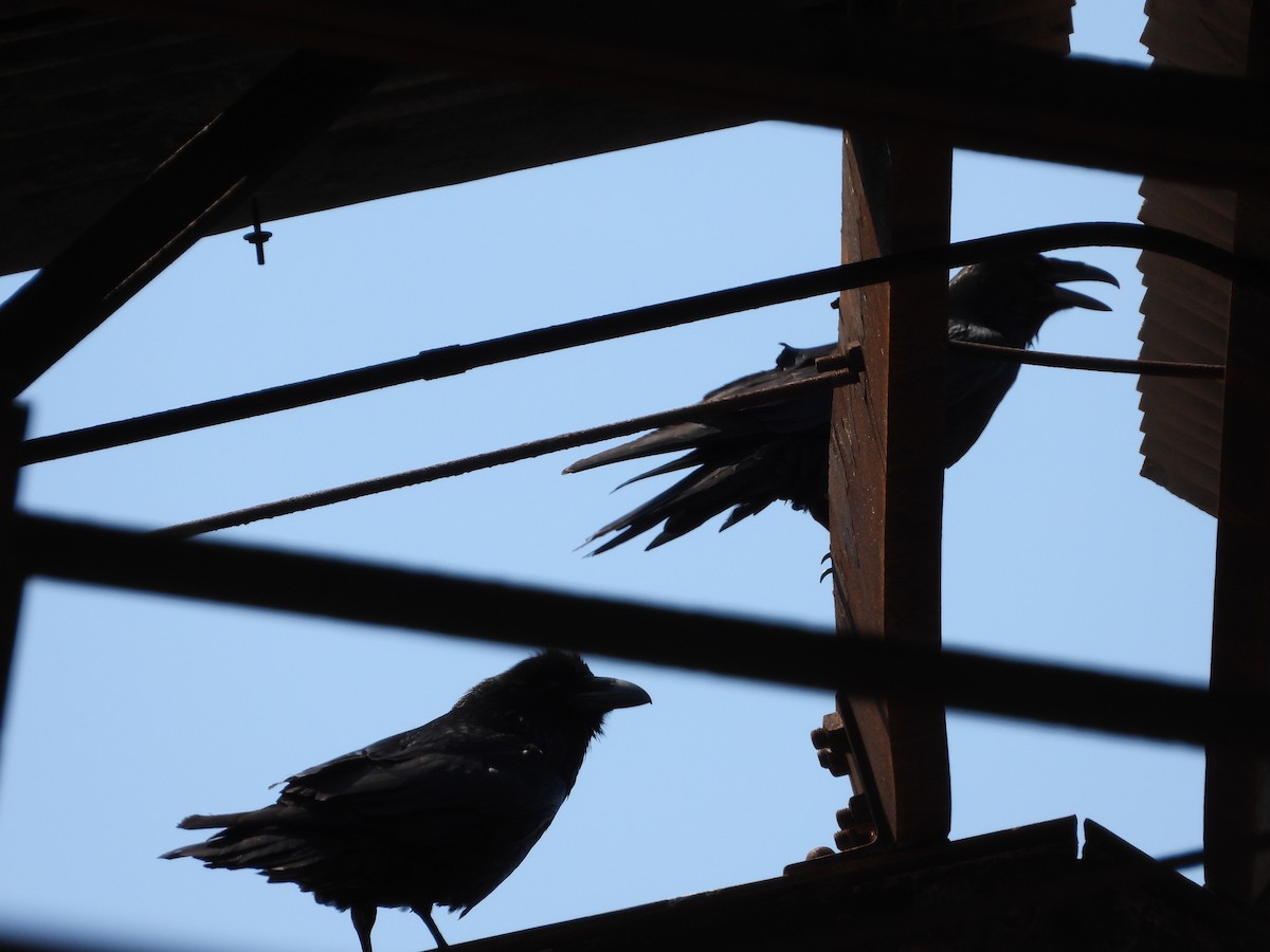 Common Raven - jeffrey kramer