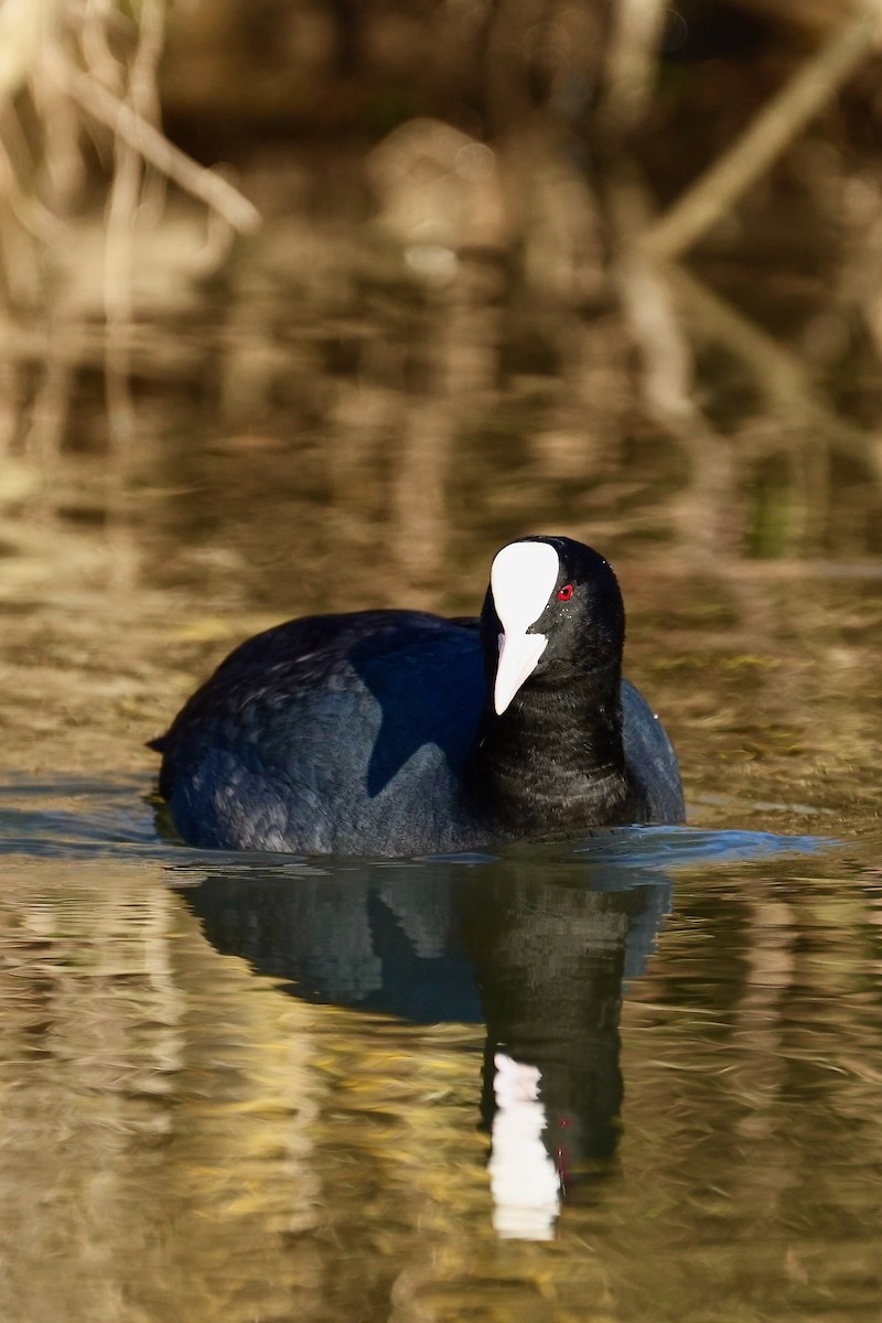 Eurasian Coot - ML615961039