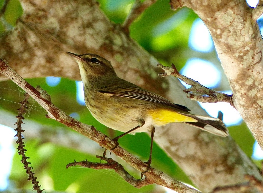 Reinita Palmera (palmarum) - ML615961042