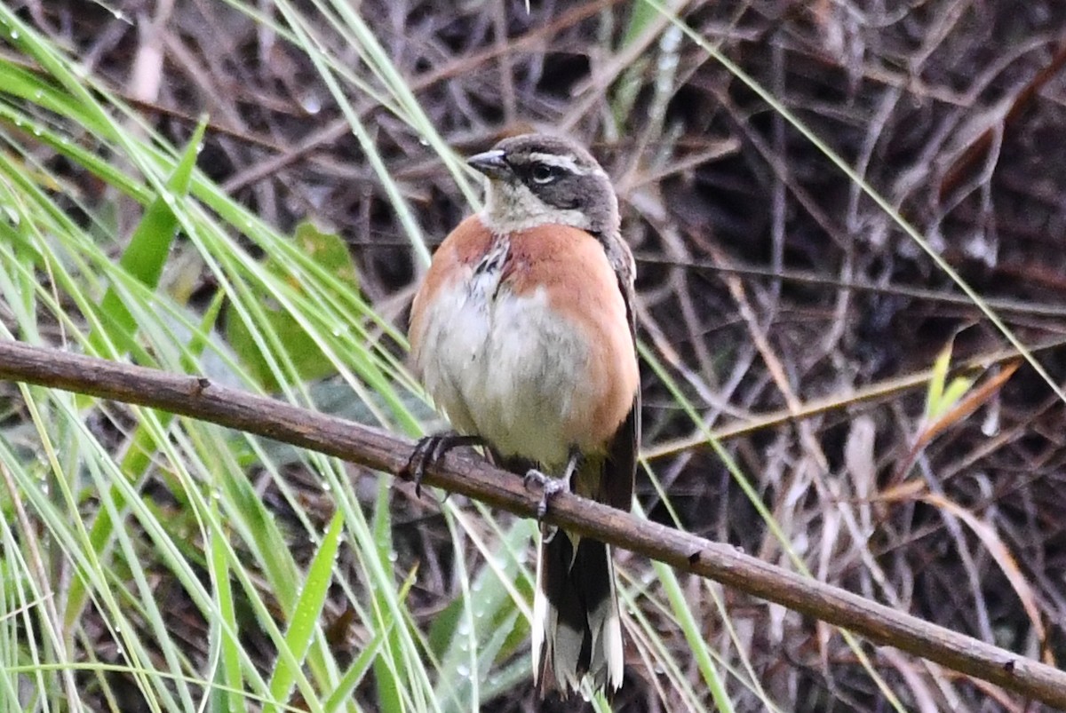 Bolivian Warbling Finch - ML615961045