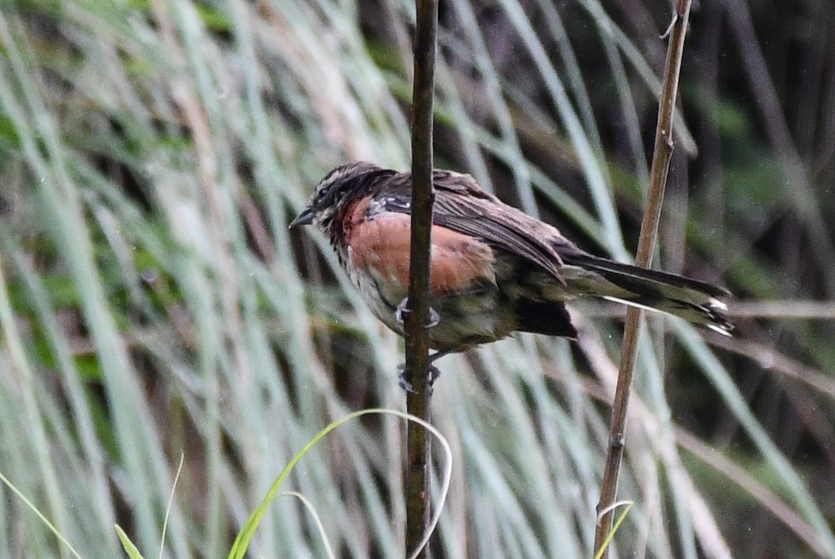 Bolivian Warbling Finch - ML615961046