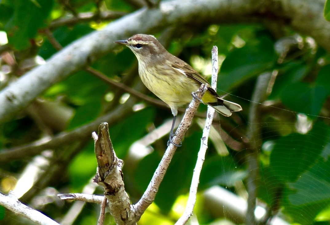 Palm Warbler - Rick Taylor