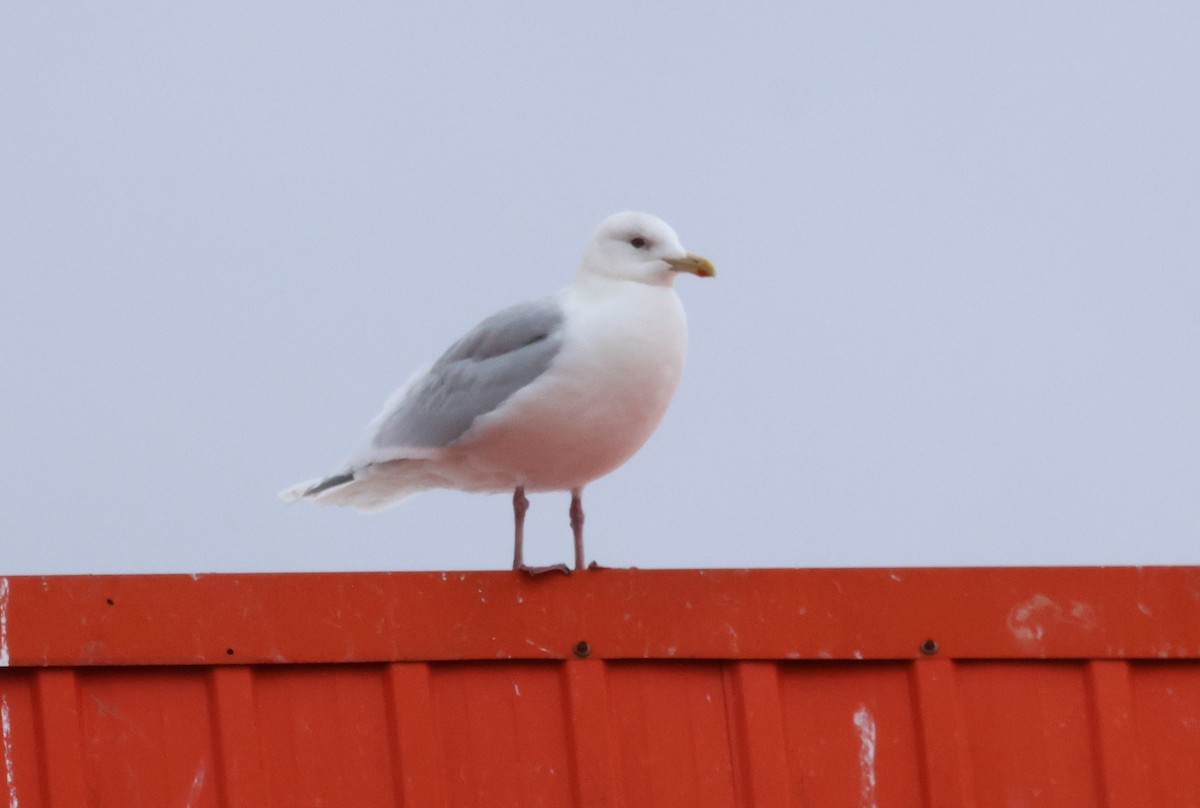 Iceland Gull - ML615961061