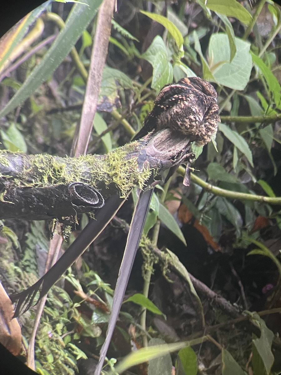 Lyre-tailed Nightjar - Ben J