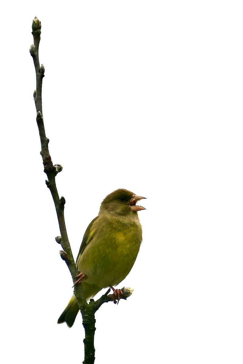 European Greenfinch - ML615961092