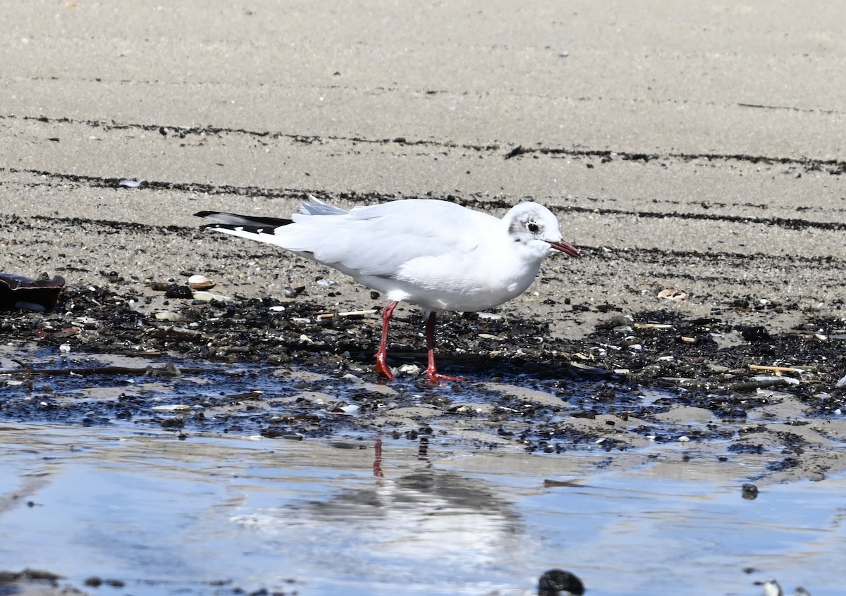 Mouette rieuse - ML615961123