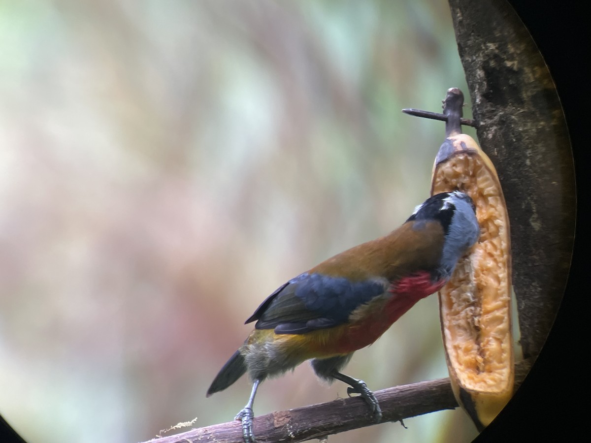 Toucan Barbet - ML615961130