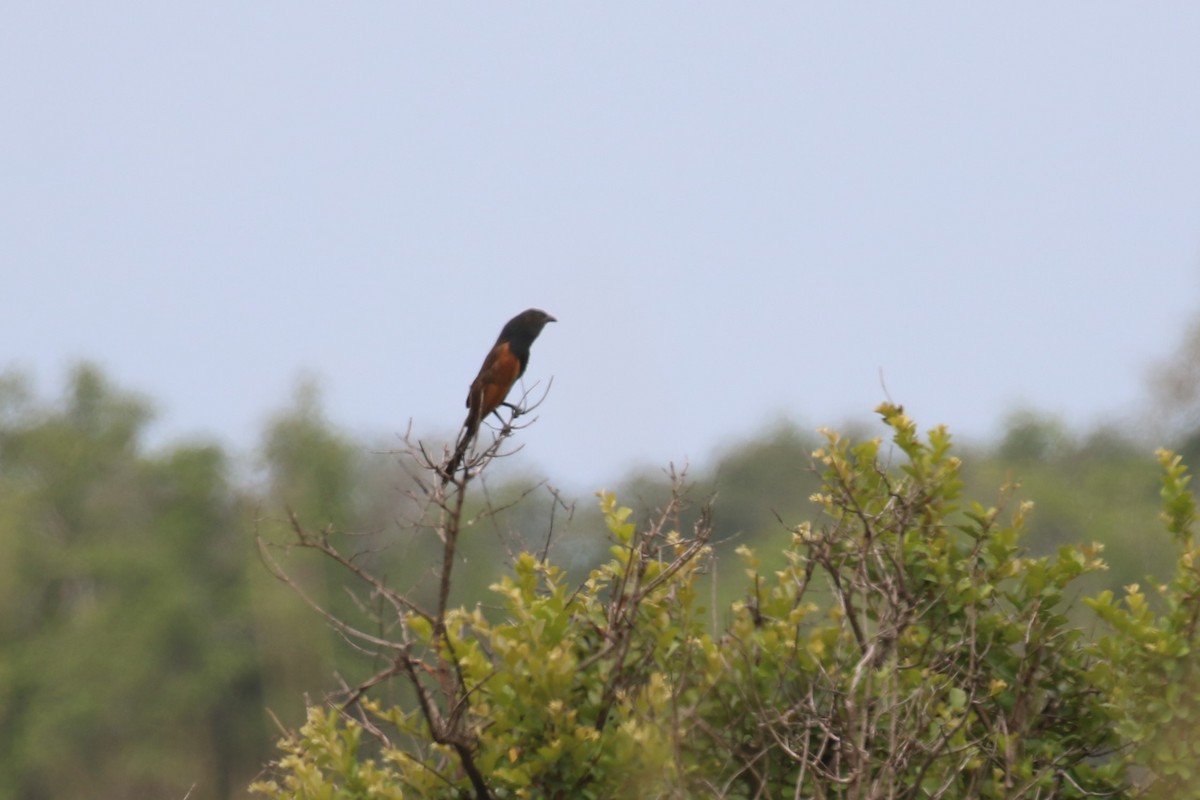 Black Coucal - ML615961142