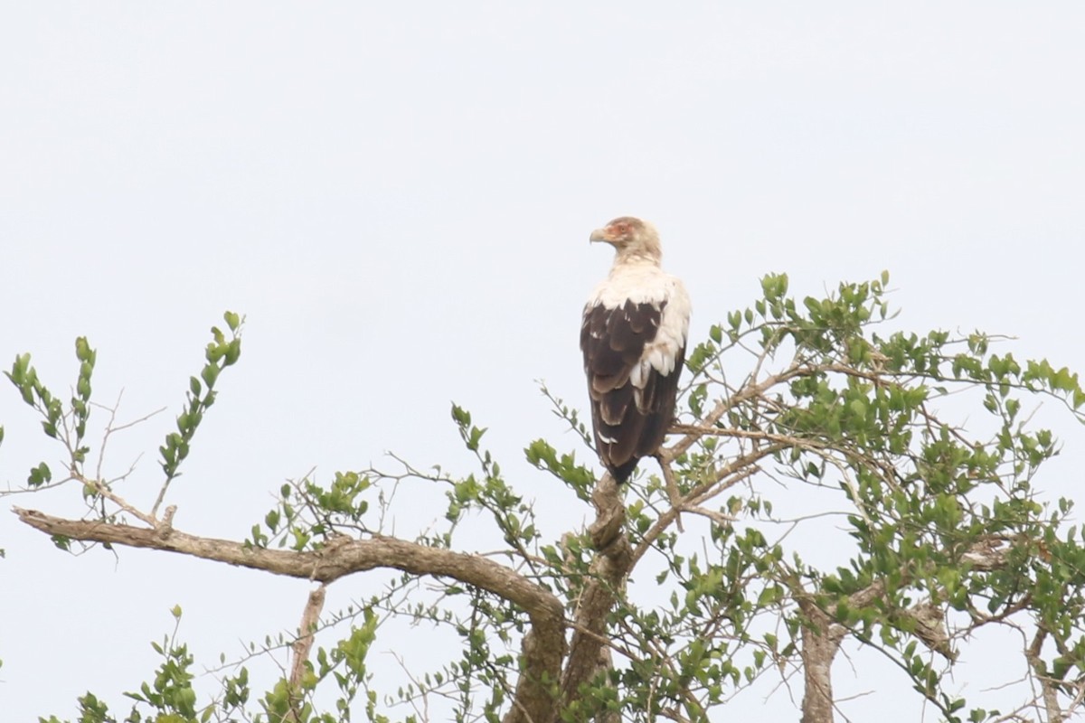 Palm-nut Vulture - ML615961230