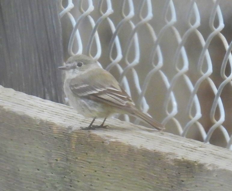 Gray Flycatcher - ML615961271