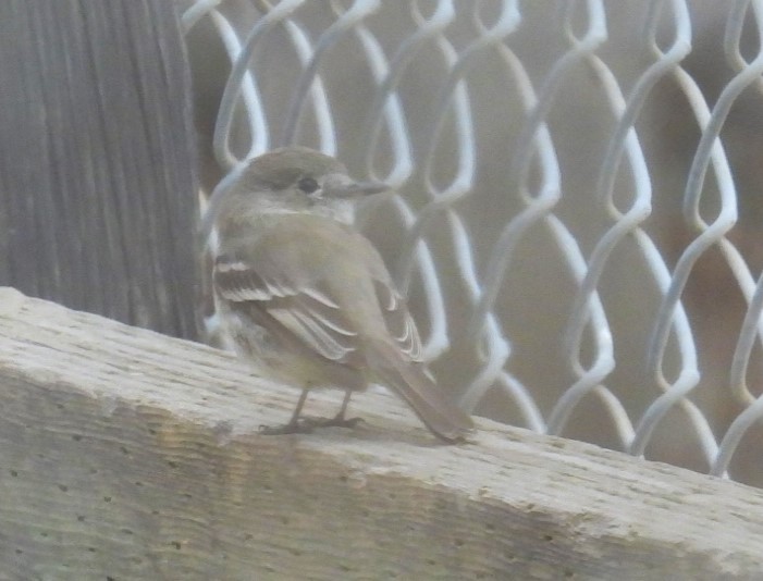 Gray Flycatcher - ML615961289