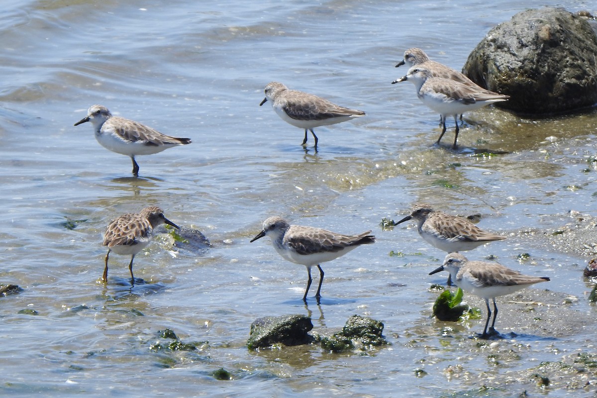 Semipalmated Sandpiper - Diego Castelli