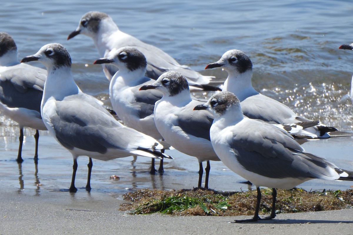 Franklin's Gull - ML615961383