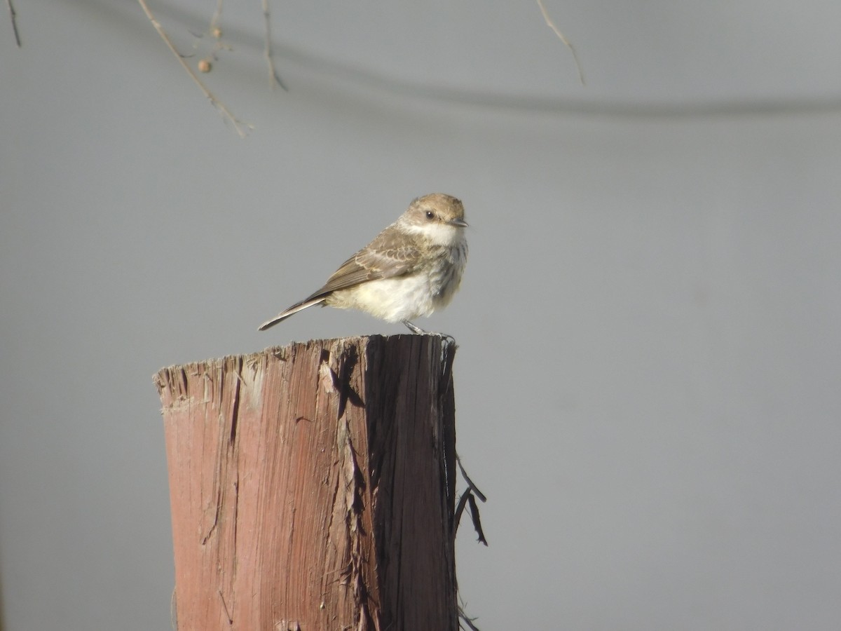 Vermilion Flycatcher - ML615961404