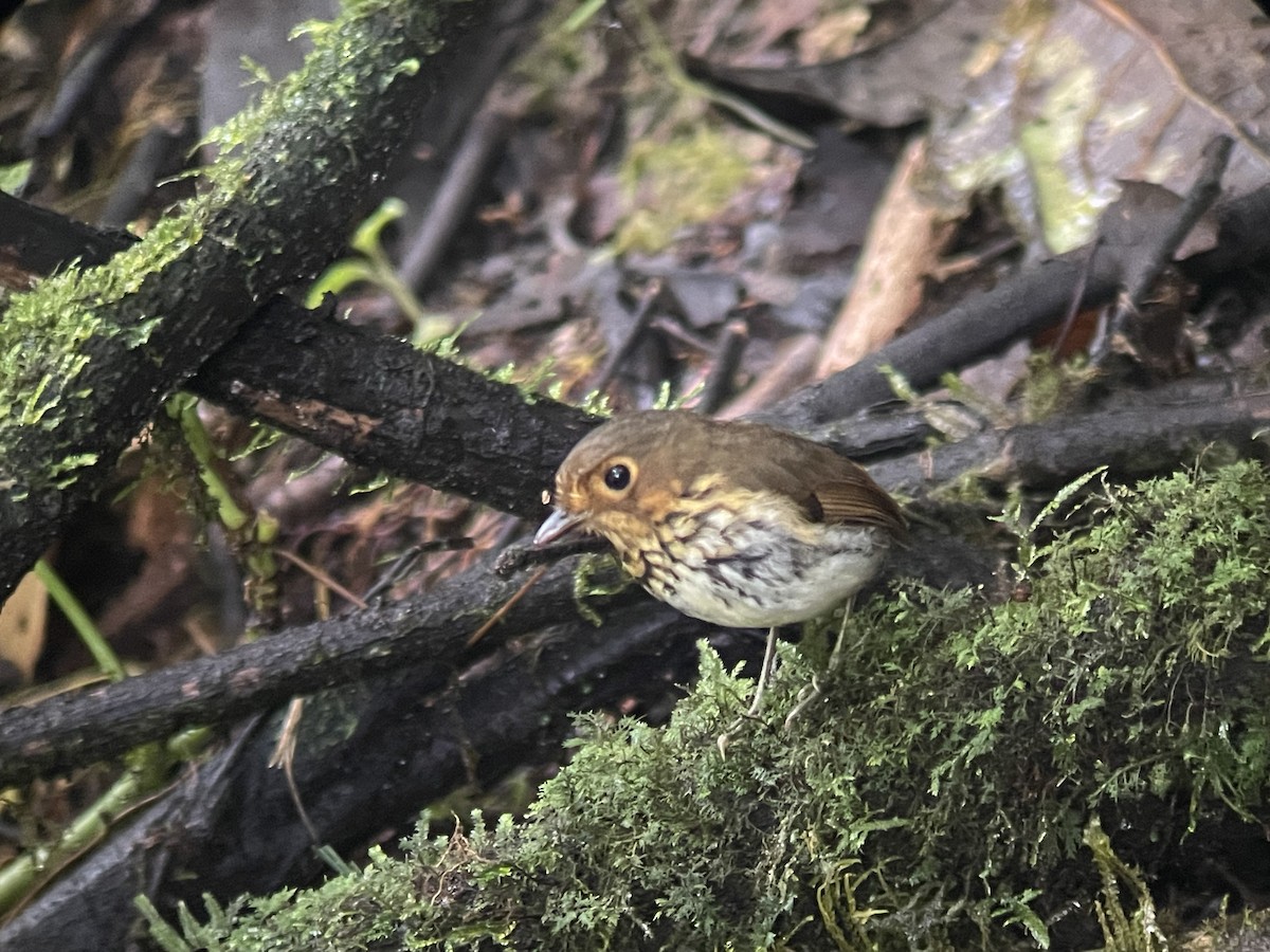 Ochre-breasted Antpitta - Ben J