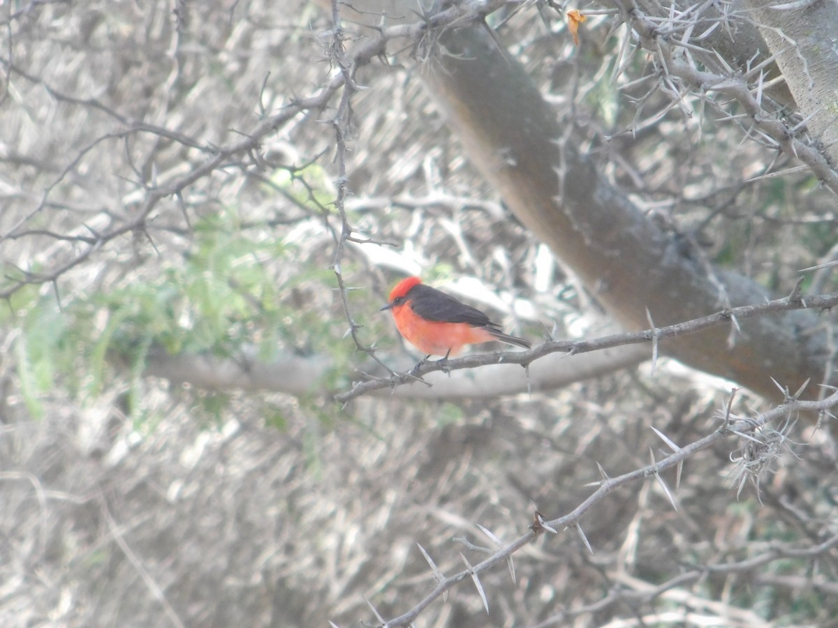 Vermilion Flycatcher - ML615961422