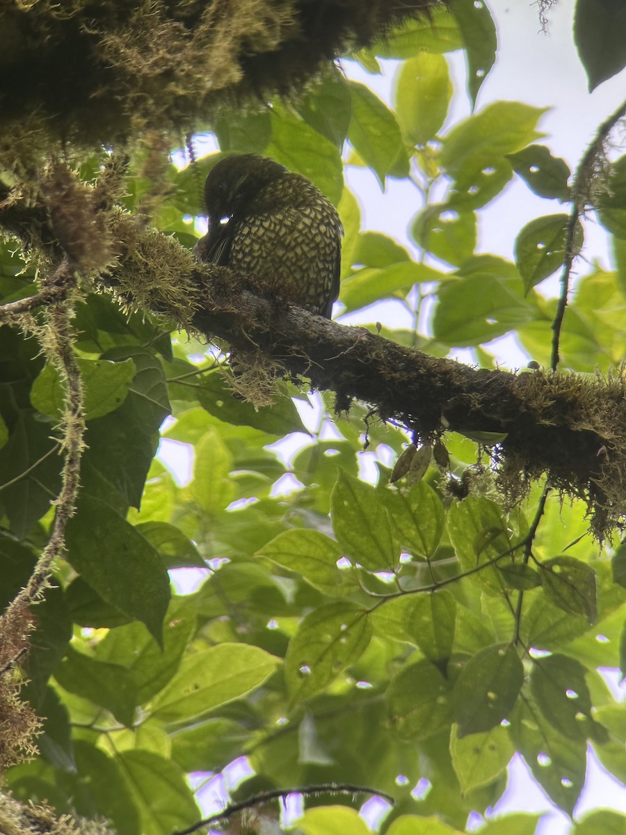 Cotinga écaillé - ML615961424