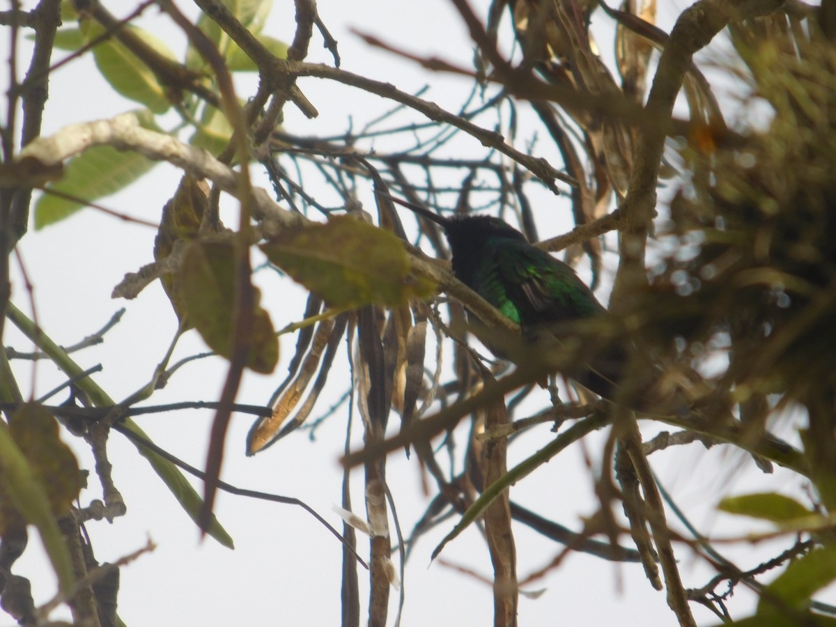 Colibrí Rutilante - ML615961439