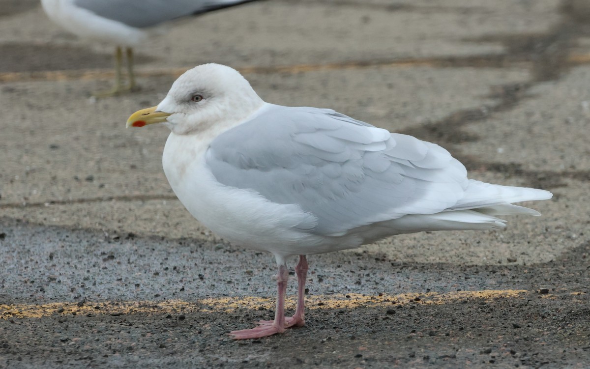 Iceland Gull - Ken McKenna