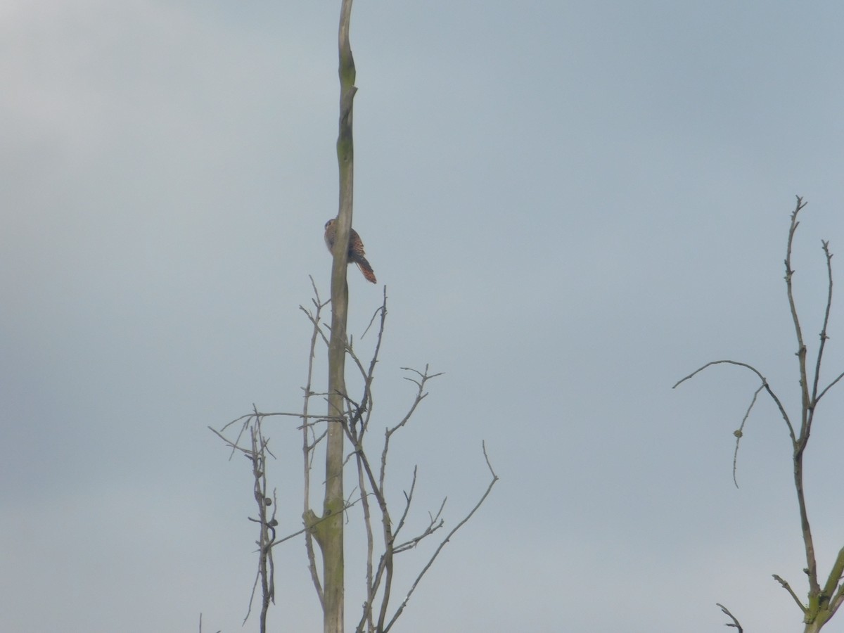 American Kestrel - ML615961450