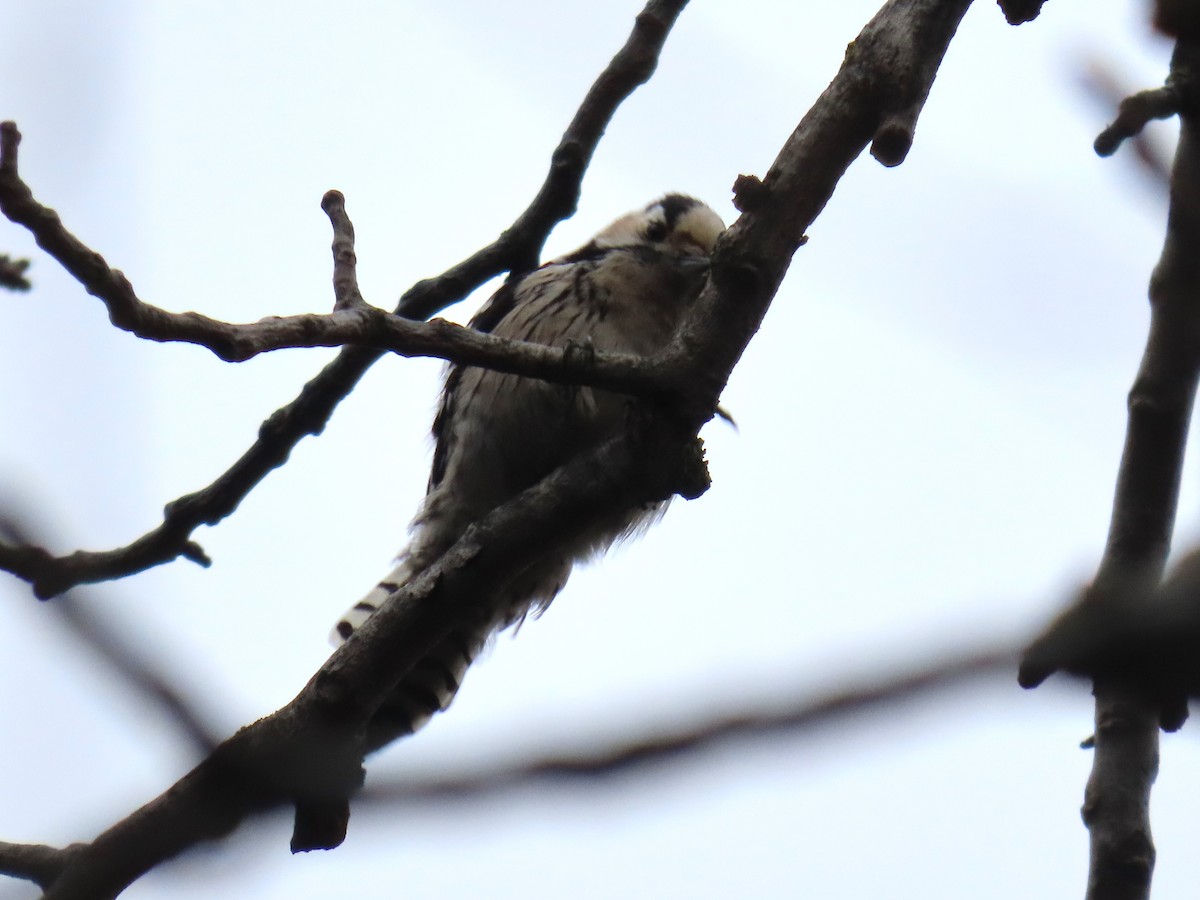 Lesser Spotted Woodpecker - ML615961477