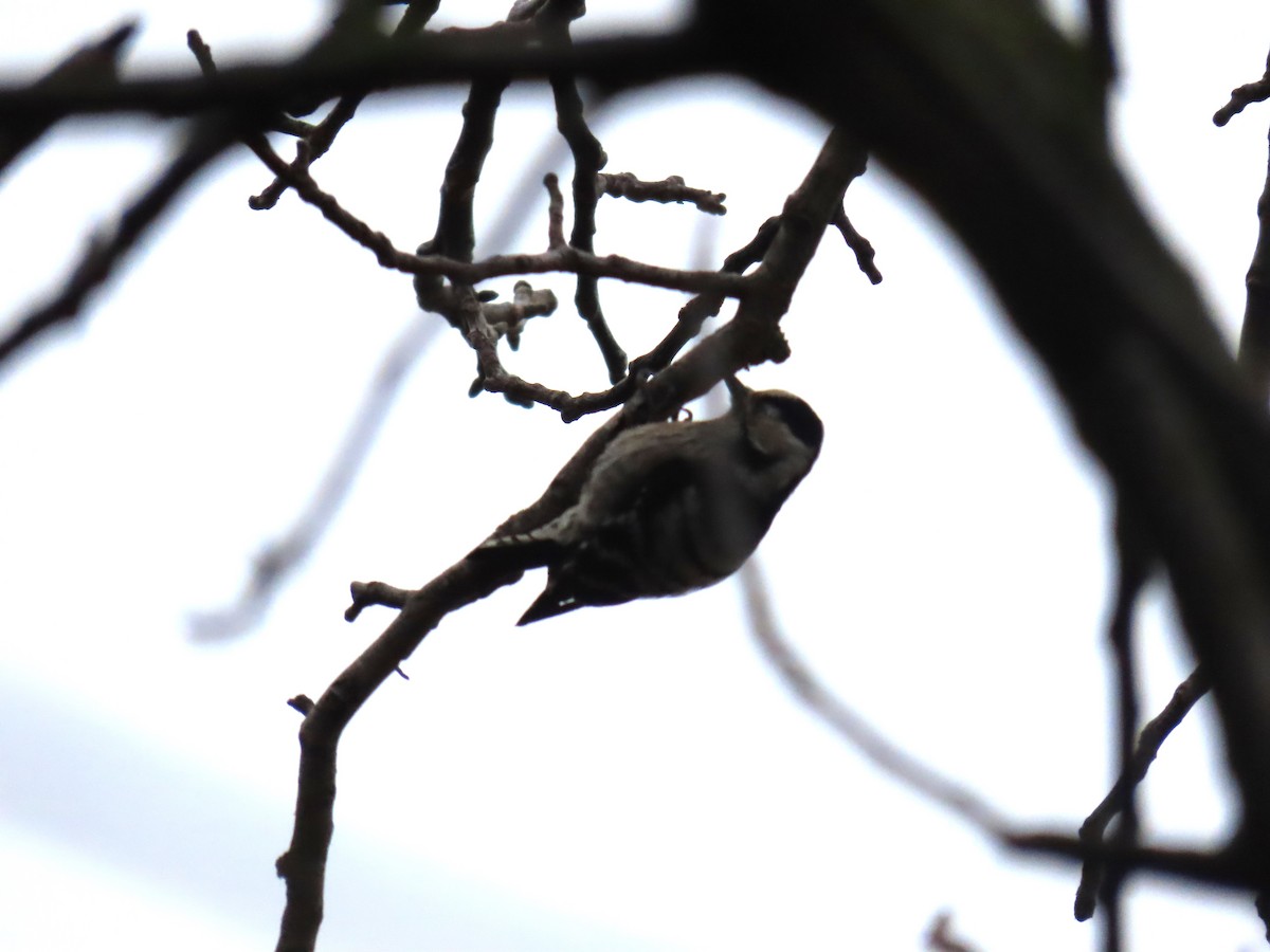Lesser Spotted Woodpecker - ML615961479