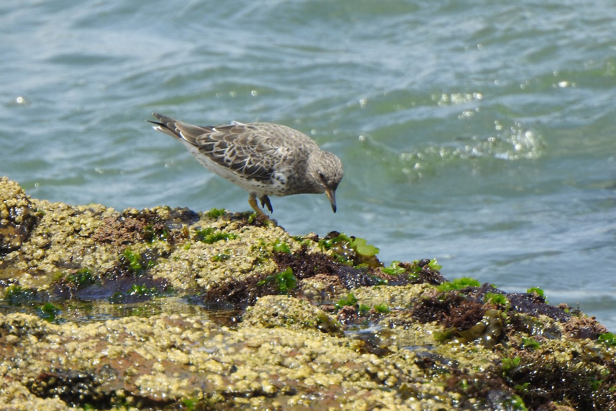 Surfbird - ML615961499