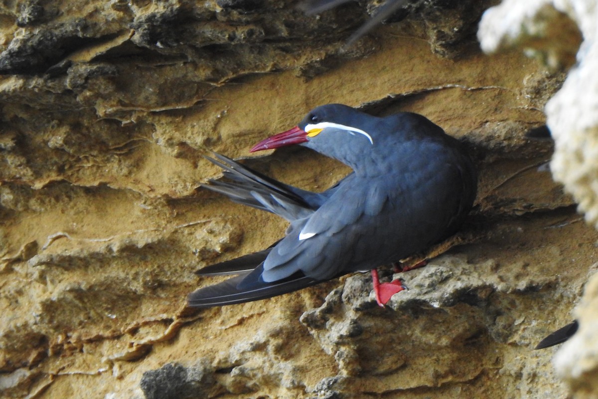 Inca Tern - Diego Castelli