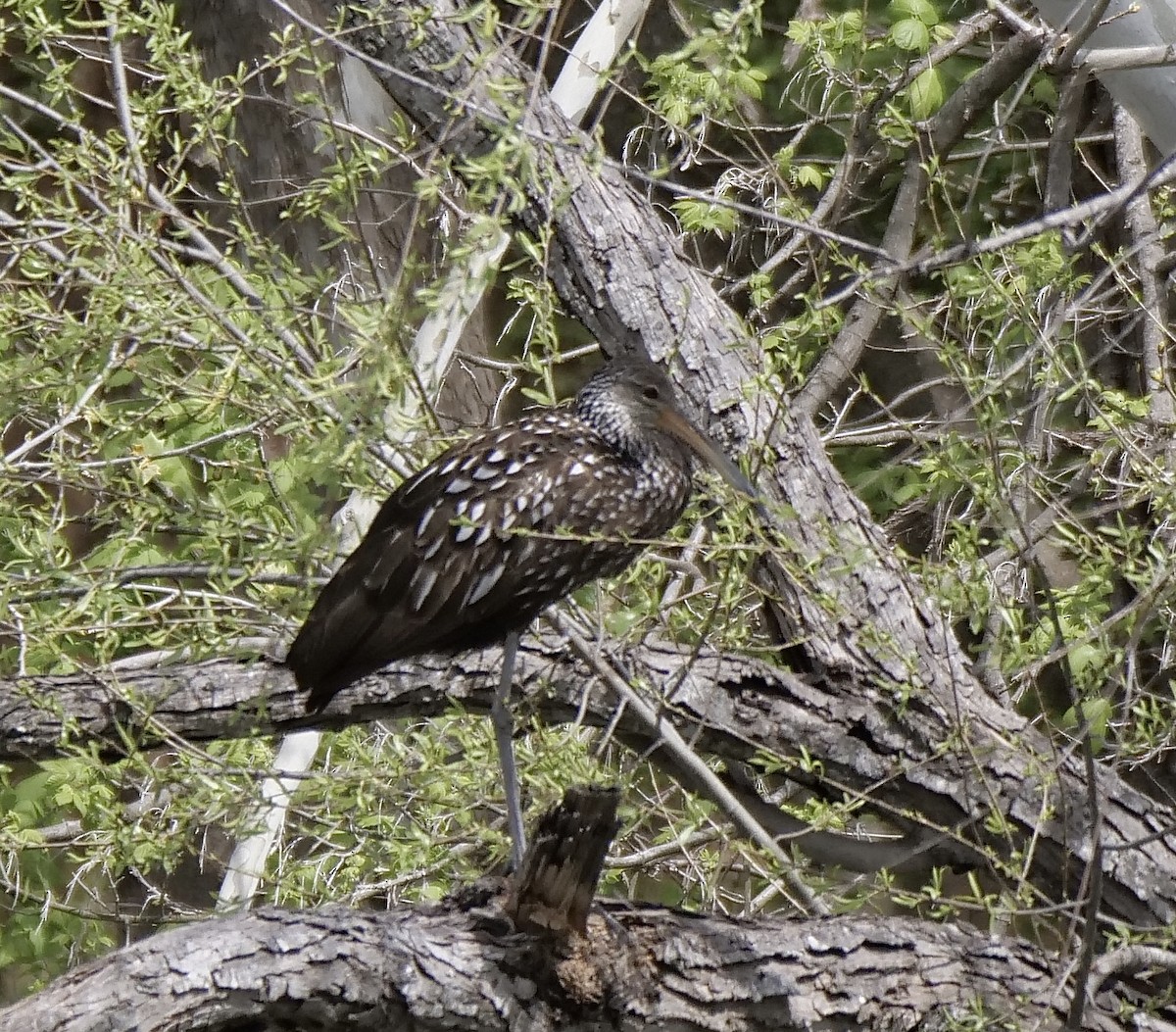 Limpkin - ML615961557