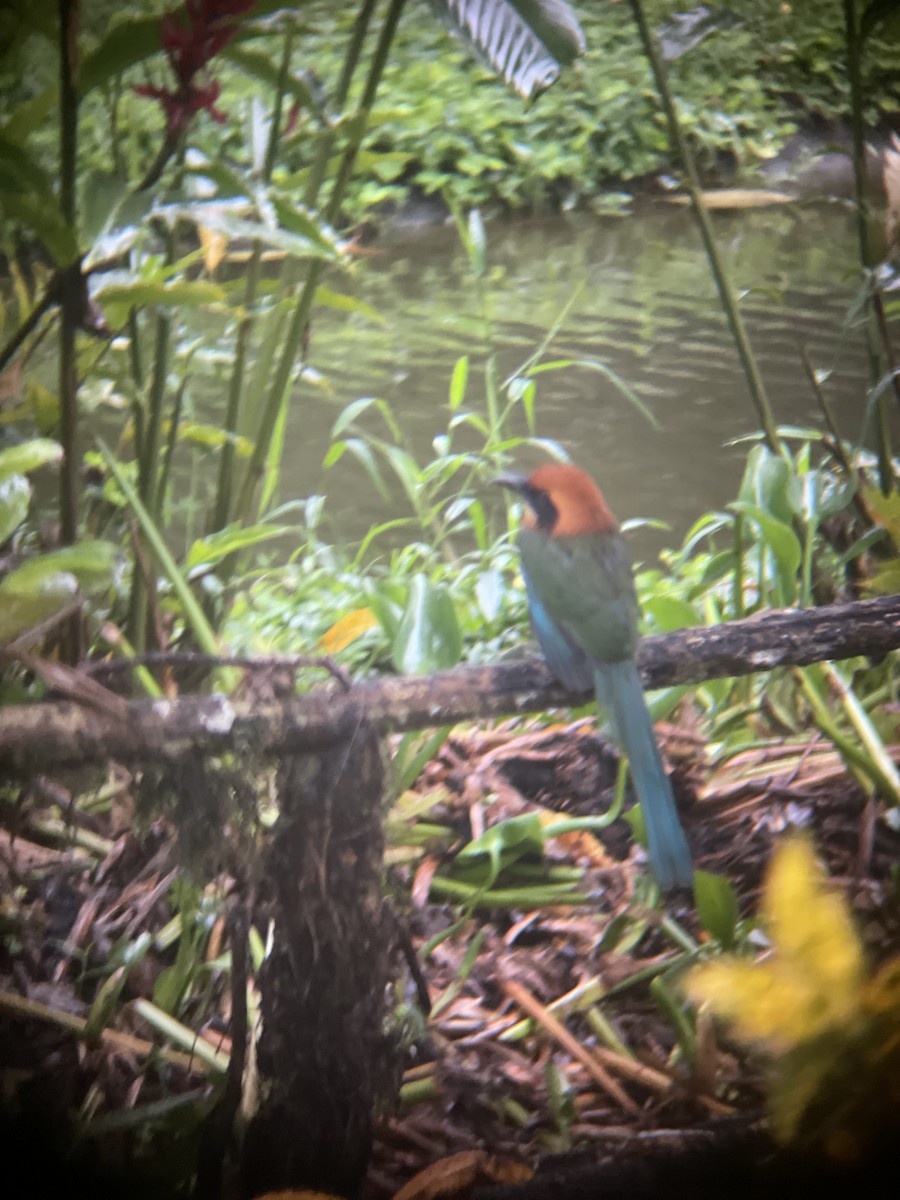 Rufous Motmot - ML615961598