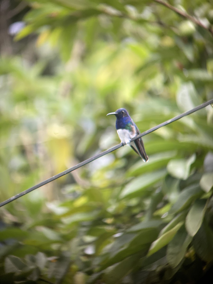 White-necked Jacobin - ML615961706